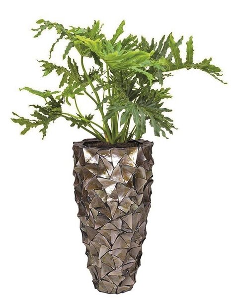 Philodendron in Schelpen Pot Exclusive
