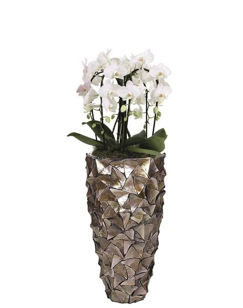 Orchideeën in Schelpen Pot Exclusive