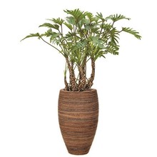 Philodendron Xanadu in Honey pot