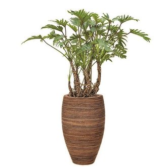 olie planter onthouden Grote plant in bloempot| Uitstekende kwaliteit - Fleurdirect