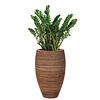 Zamioculcas in Honey pot