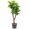 Ficus Lyrata Vertakt XL