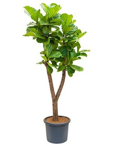 Ficus Lyrata Vertakt XL