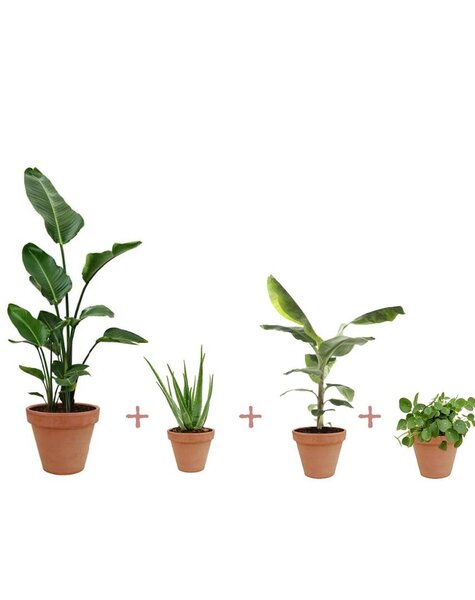 Plantenpakket groene planten in Terracotta