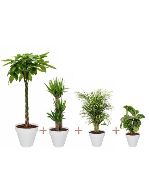 Plantenpakket Tropische planten in Elho Urban pot