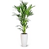 Plantenpakket Tropische planten in Elho pure soft