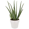 Plantenpakket Tropische planten in Elho pure soft