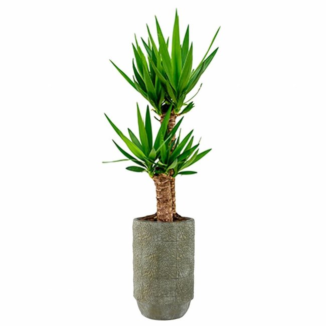 Yucca tweetak in Sabine pot