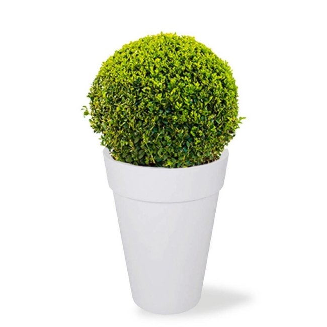 Buxus bol in Urban