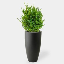 Elho Buxus Sempervirens In Pure Soft Antraciet