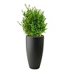 Buxus Sempervirens In Pure Soft Antraciet