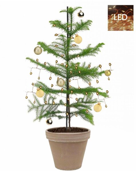 Kerstboom Araucaria small