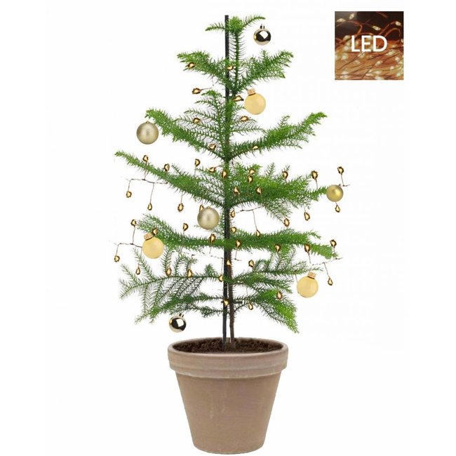 Kerstboom Araucaria small