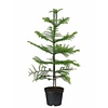 Kerstboom Araucaria small