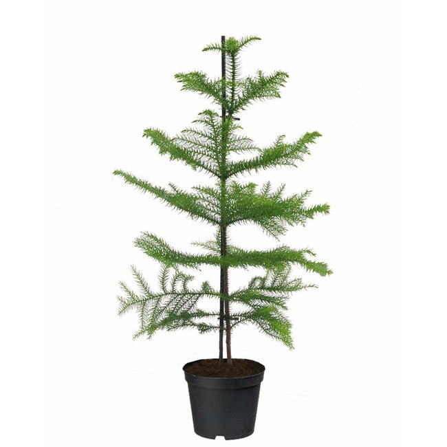 Kerstboom Araucaria small