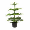 Kamerden Araucaria medium in Terracotta LED