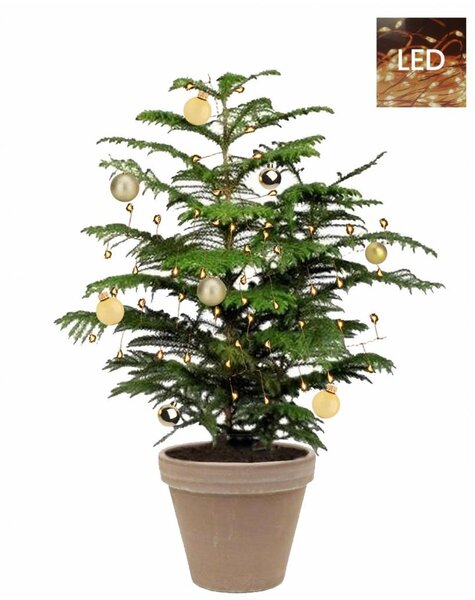 Kerstboom Araucaria large