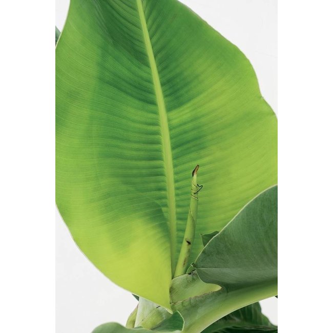 Bananenplant Musa in gevlochten mand medium