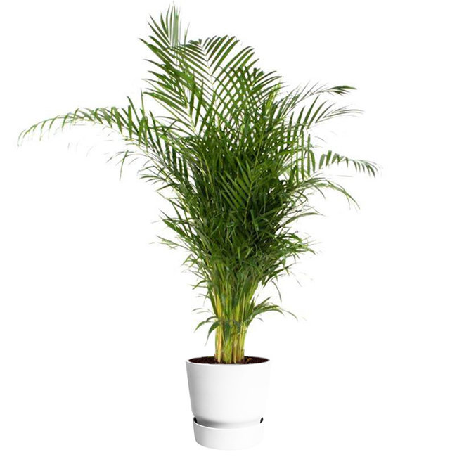 goudpalm areca in greenville pot