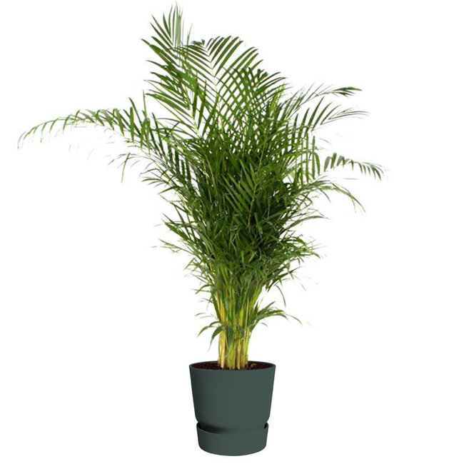 goudpalm areca in greenville pot