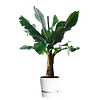 Bananenplant in greenville pot L