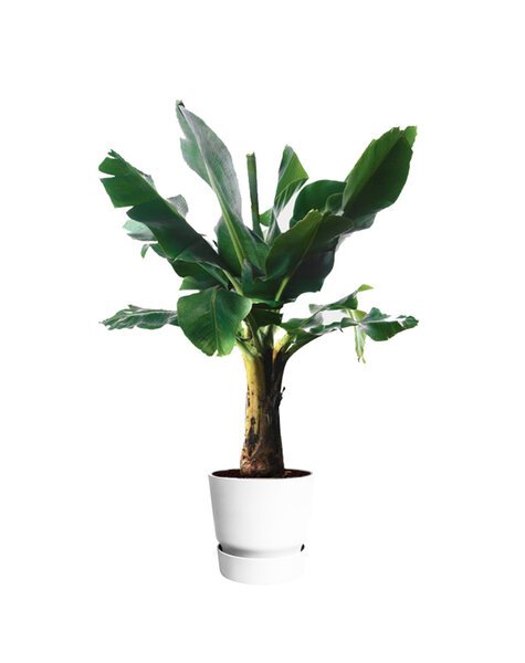 Elho Bananenplant in greenville pot L