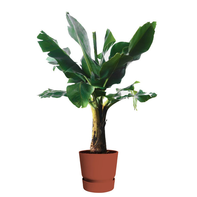 Bananenplant in greenville pot L