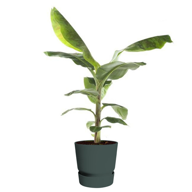 Bananenplant in greenville pot M