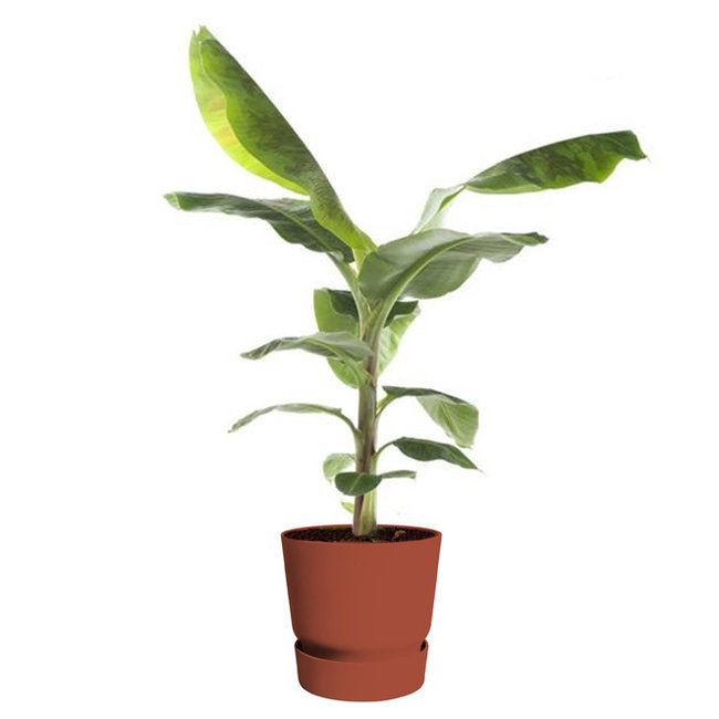 Bananenplant in greenville pot M