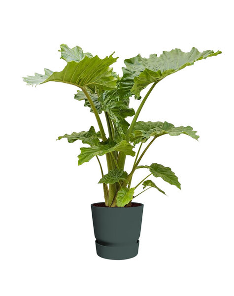 Elho alocasia portadora in greenville pot