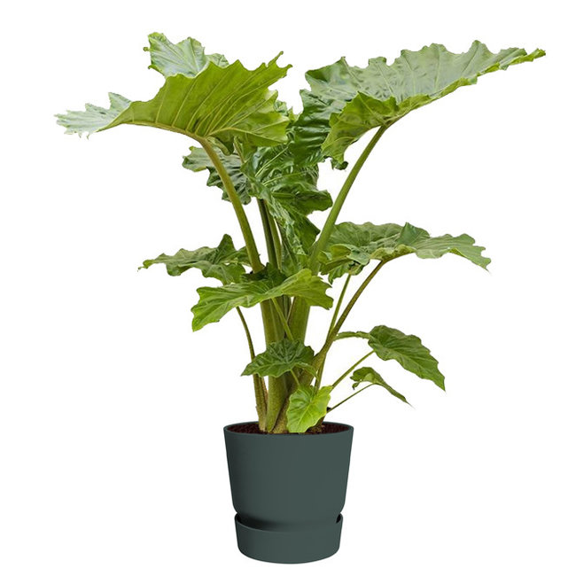 alocasia portadora in greenville pot