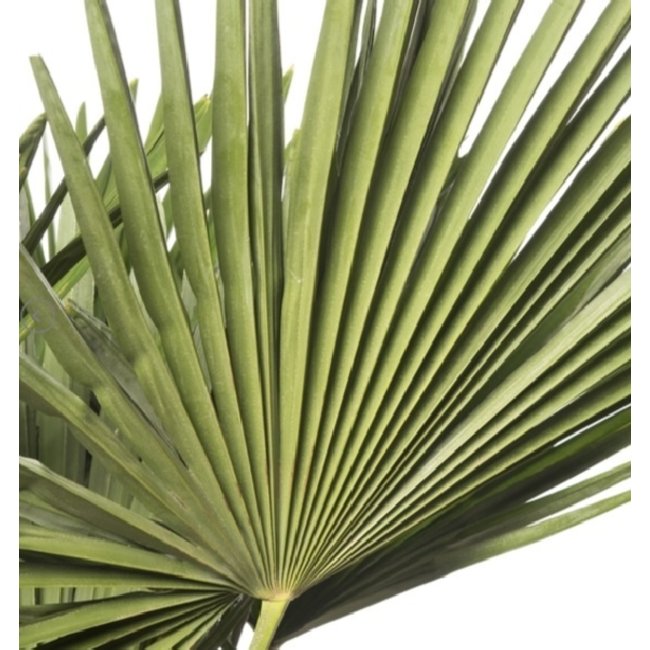 Trachycarpus waaierpalm XS