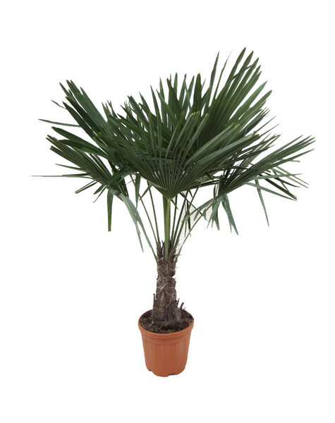 Trachycarpus waaierpalm L