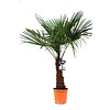 Trachycarpus waaierpalm XL