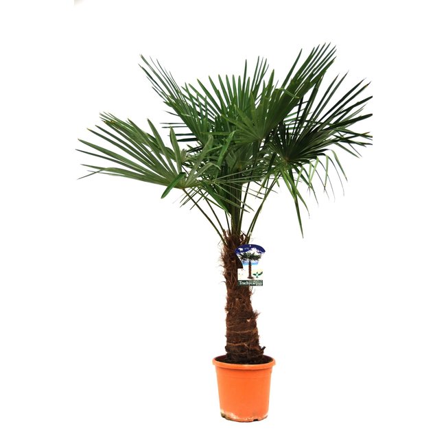 Trachycarpus waaierpalm XL