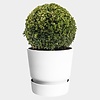 buxus in greenville pot