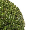 buxus in greenville pot