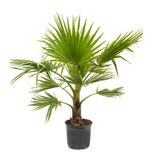 Washingtonia L