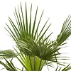 Washingtonia L