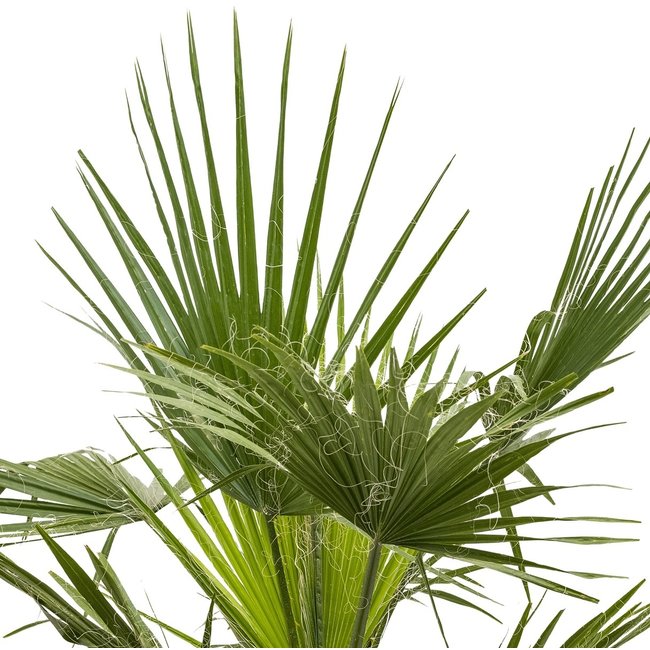 Washingtonia L