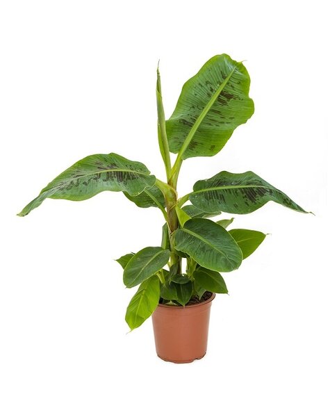 Bananenplant Musa Tropicana XS