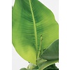 Bananenplant Musa Tropicana XL