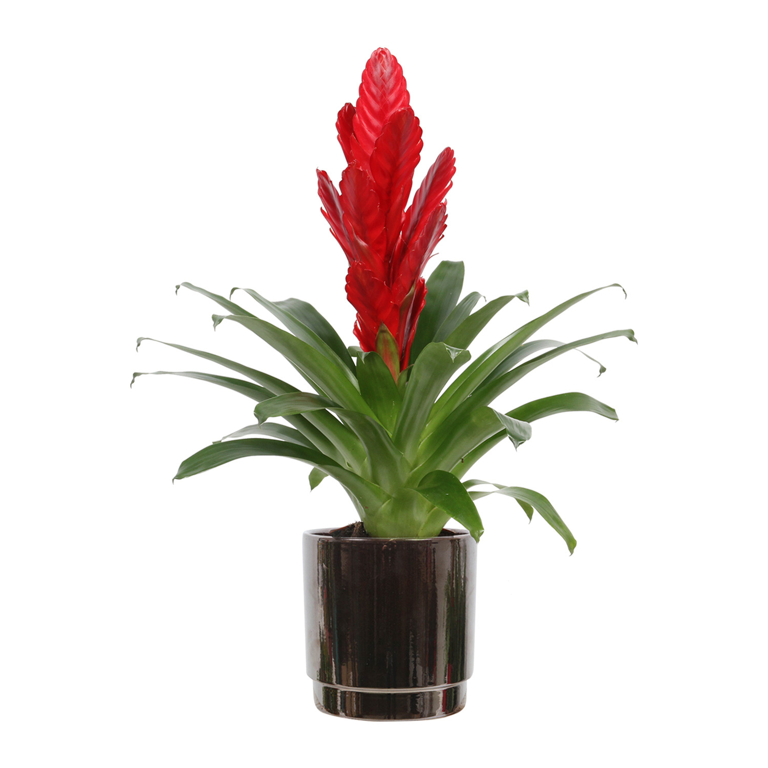 Vriesea Intenso Rood single in pot - Fleurdirect