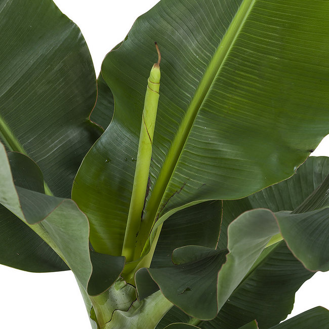 Musa Bananenplant