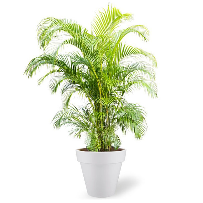 Goudpalm Areca Kingsize in Elho pure rond XXL