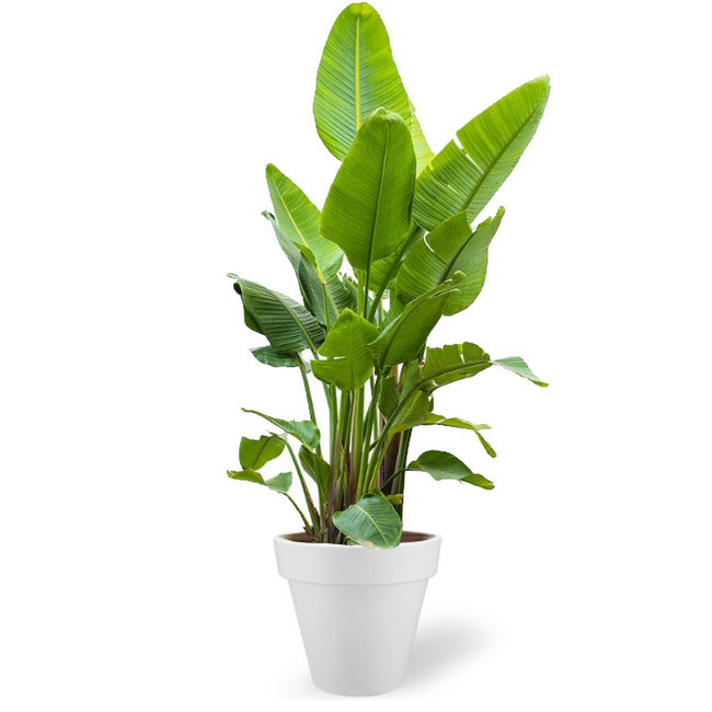 Strelitzia Kingsize in Elho pure rond XL