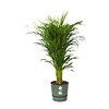 Goudpalm Areca in Elho pot