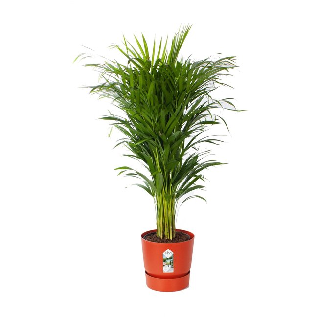 Goudpalm Areca in Elho pot