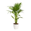 Kentia palm in Elho pot