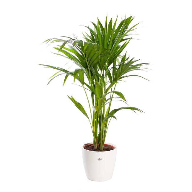 Kentia palm in Elho pot